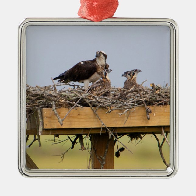 Ornamento Osprey Bird Nest (Frente)