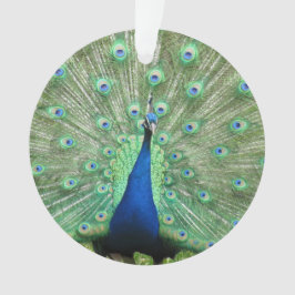 Ornamento - Peackock