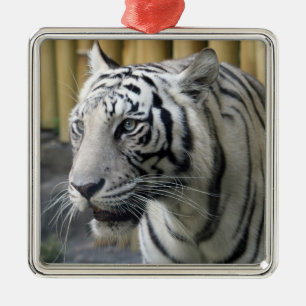 Ornamento Premium Tiger Blanco