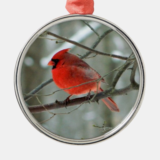 Ornamento Primario Cardinal Rojo (Frente)