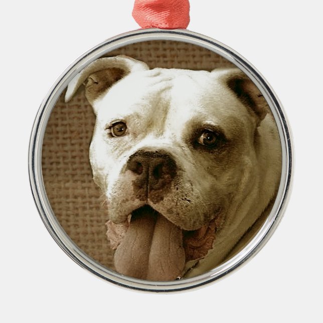 Ornamento redondo del bulldog americano (Frente)