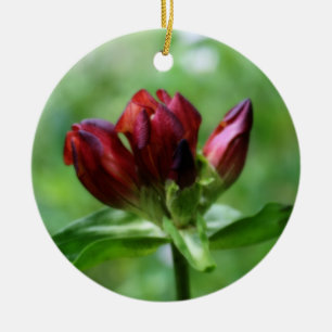 Ornamento rojo de la flor de la genciana