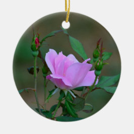 Ornamento Rosa de Knockout rubefactor