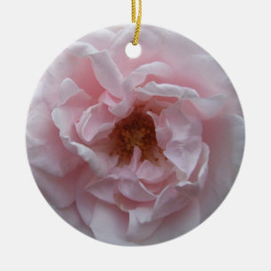 Ornamento - Rosa rosa Rubor