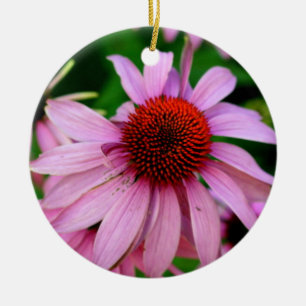 ornamento rosado de la flor del echinacea