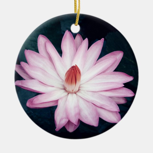 Ornamento rosado de Lotus (Frente)
