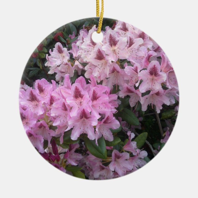 Ornamento rosado del rododendro (Frente)