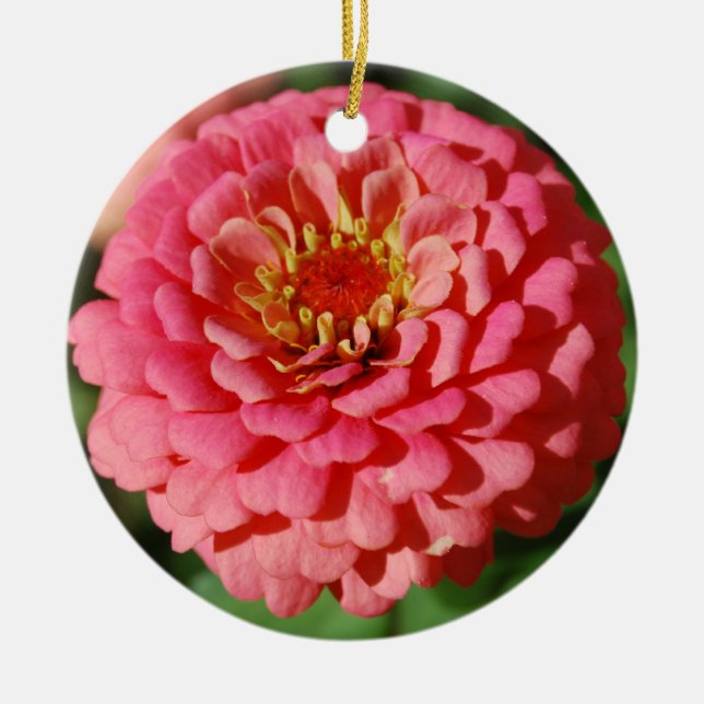 Ornamento rosado del Zinnia (Frente)