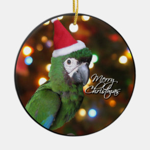 Ornamento severo del navidad del Macaw de Santa