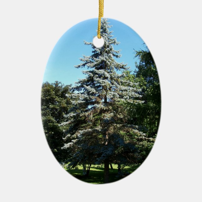 Ornamento Spruce azul (Frente)