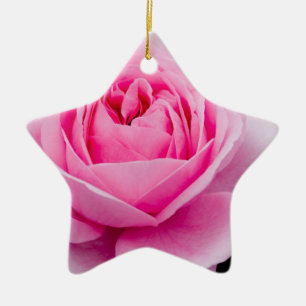 Ornamento subió del rosa en colores pastel