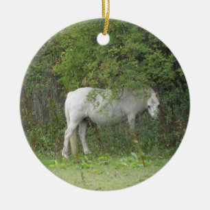 Ornamento tímido de caballo blanco