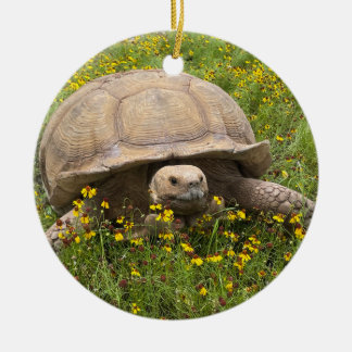 Ornamento tortoise