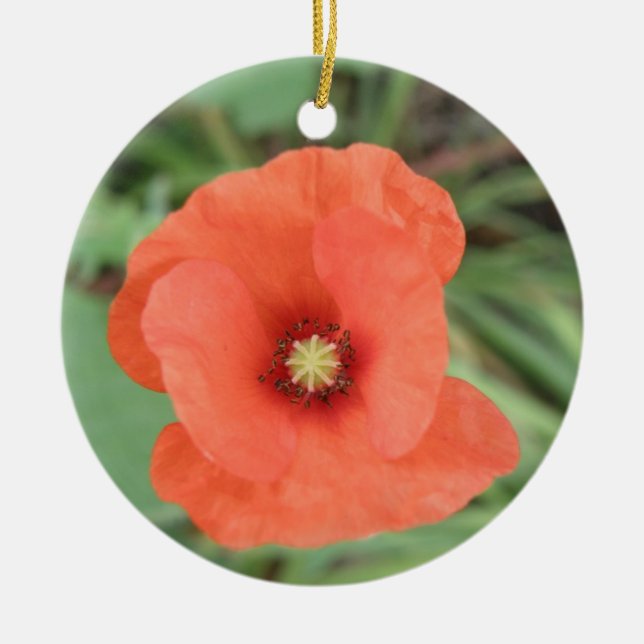 Ornamentos de flor de amapola silvestre (Frente)