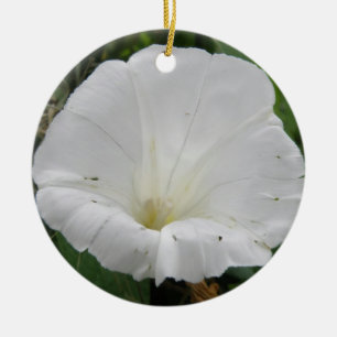 Ornamentos de flores blancas convolvulsas