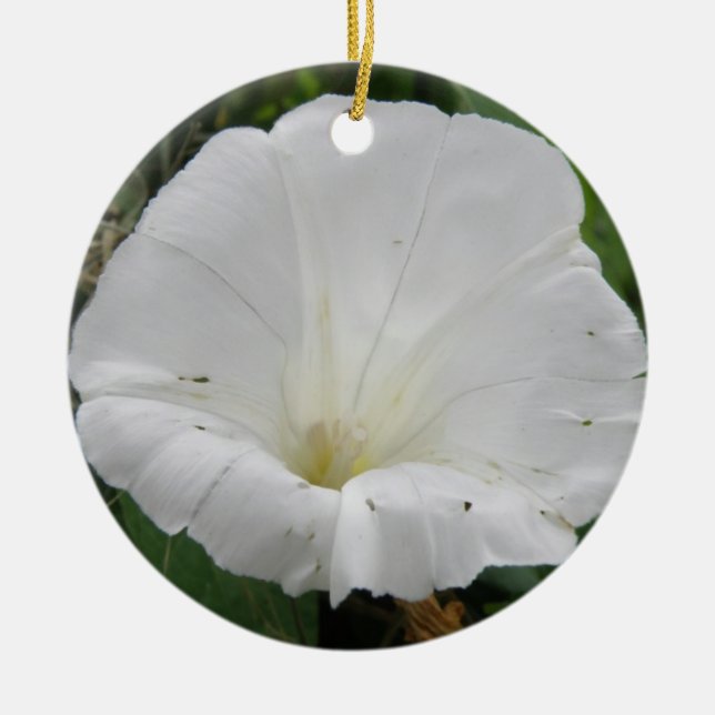 Ornamentos de flores blancas convolvulsas (Frente)
