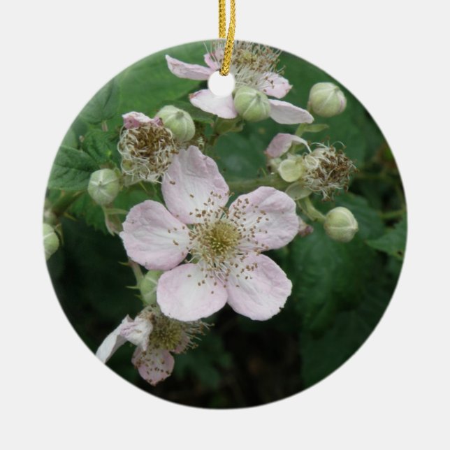 Ornamentos de flores de Blackberry (Frente)