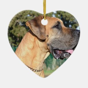 Ornamentos de la foto de great dane