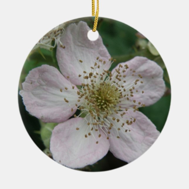 Ornamentos de macros de la flor de Blackberry (Frente)