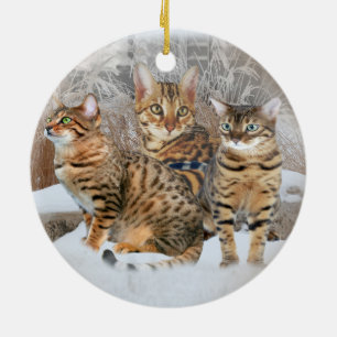 Ornamentos del gato de Bengala