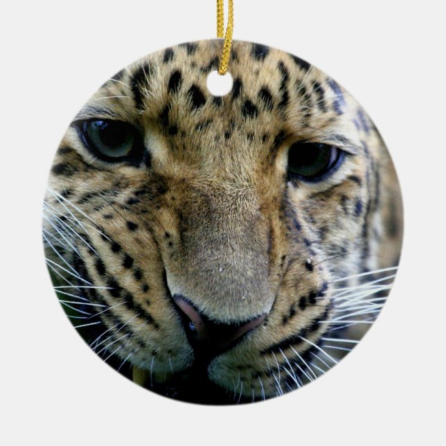 Ornamentos del leopardo de Amur (Frente)
