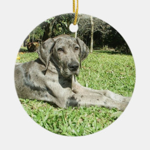 Ornamentos del perrito de great dane