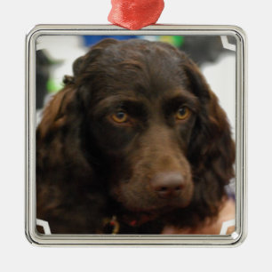 Ornamentos del perro de aguas de Boykin