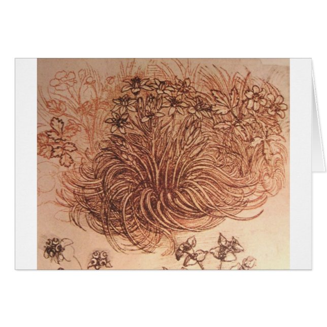 Ornithogalum (estrella de Belén) (Anverso (Horizontal))