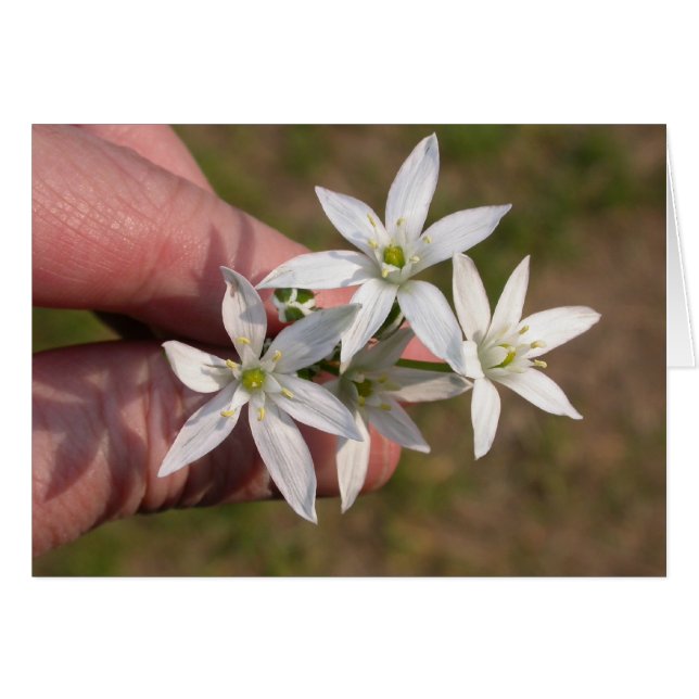 Ornithogalum umbellatum (Anverso (Horizontal))