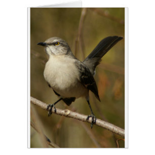 Ornitología de Mockingbird