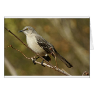 Ornitología de Mockingbird