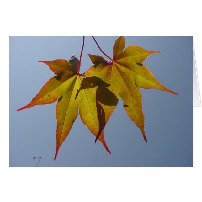 Oro natural (Anverso (Horizontal))