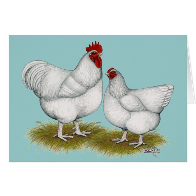 Orpington: Par blanco (Anverso (Horizontal))