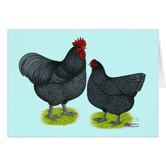 Orpington:  Pares azules (Anverso (Horizontal))