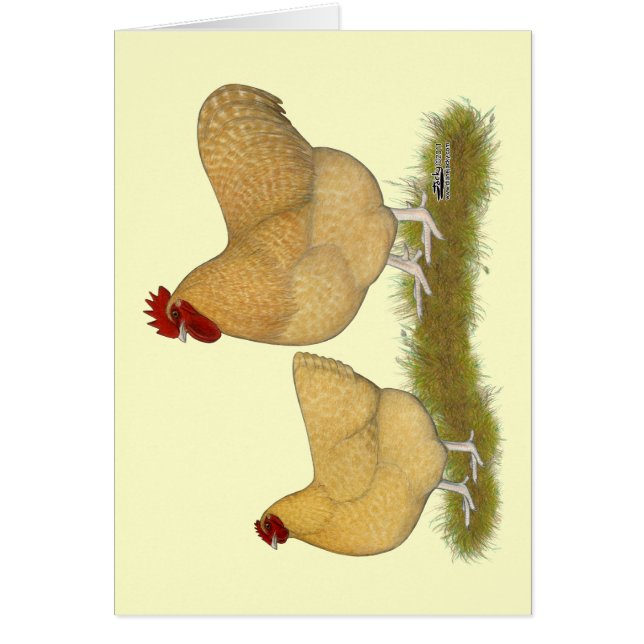 Orpingtons Lemon Cuckoo (Frente)