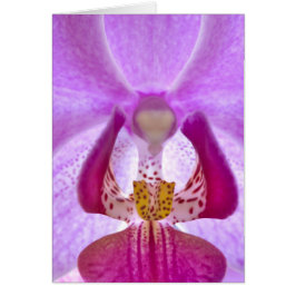 Orquídea