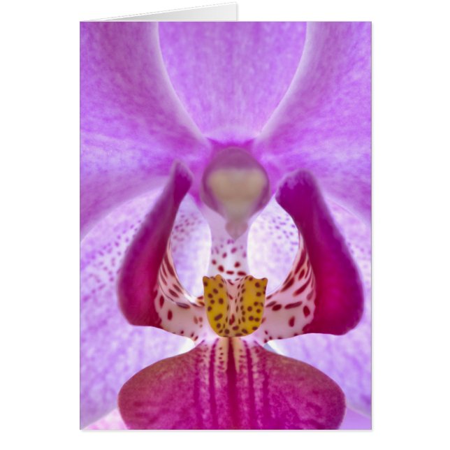 Orquídea (Frente)