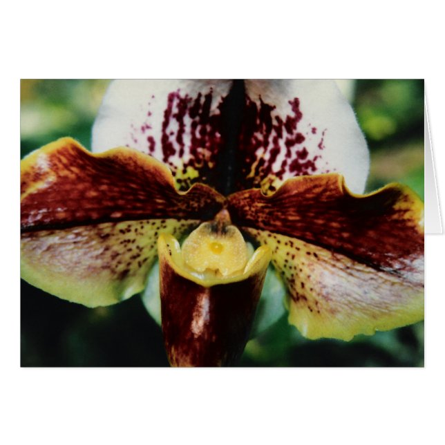 Orquídea (Anverso (Horizontal))
