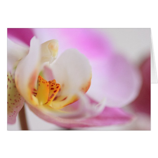 Orquídea (Anverso (Horizontal))