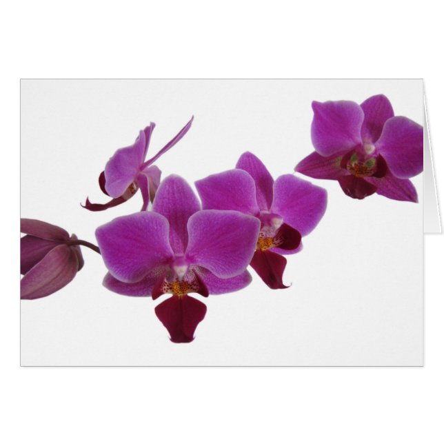Orquídea (Anverso (Horizontal))
