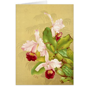 Orquídea 1892 de la Casa Blanca