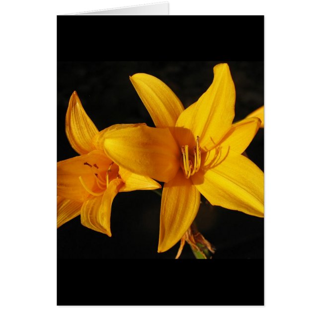 Orquídea amarilla (Frente)