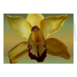Orquídea amarilla