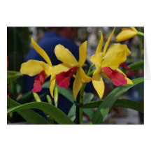 Orquídea amarilla de Vero Beach, FL
