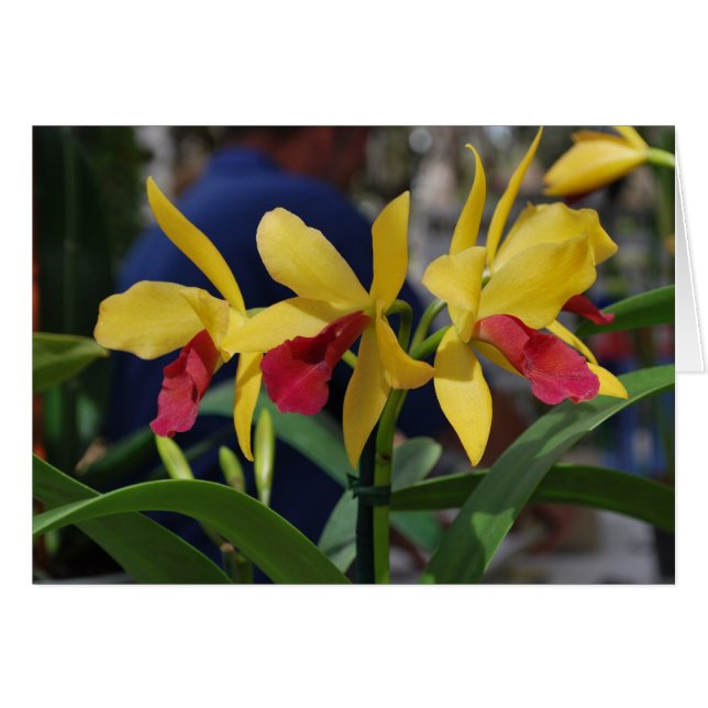 Orquídea amarilla de Vero Beach, FL (Anverso (Horizontal))