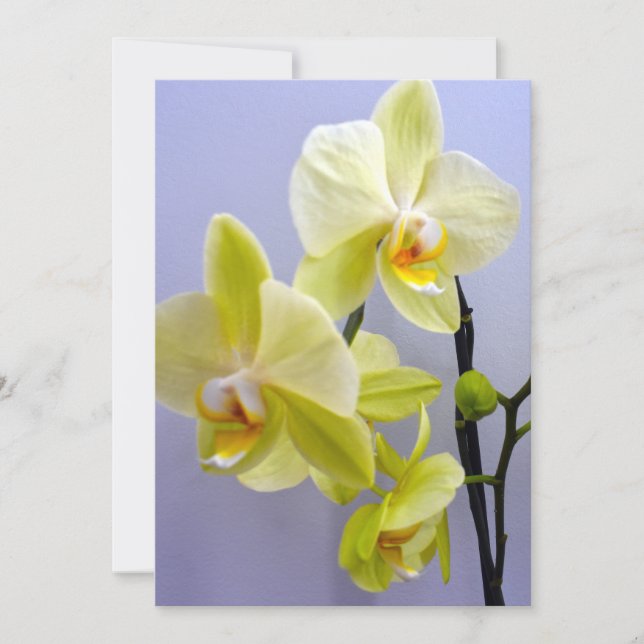 Orquídea Amarilla En Blanco Dentro De La Tarjeta D (Anverso)