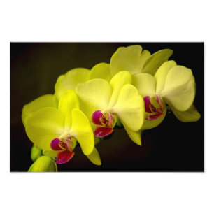 Orquídea amarilla - Impresión fotográfica