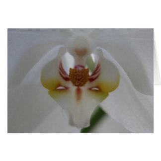 Orquídea blanca