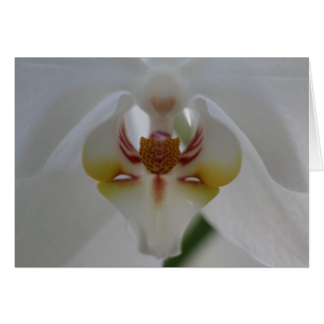 Orquídea blanca (Anverso (Horizontal))