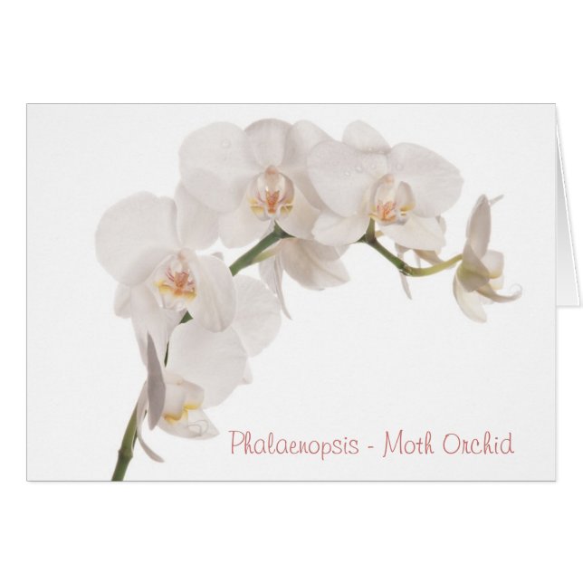 Orquídea blanca (Anverso (Horizontal))